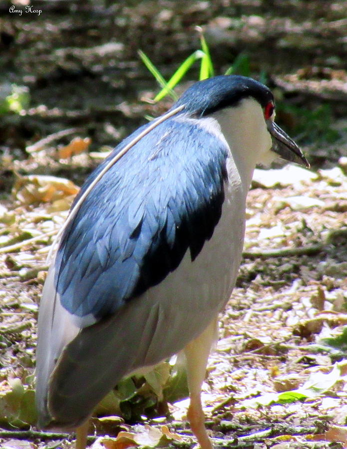 Black-Crowned Night Heron Back View Photograph by Amy Hosp