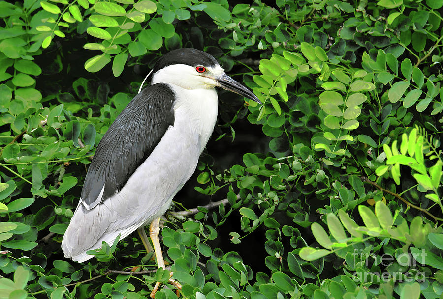 Black-crowned Night Heron Breeding Plumage Photograph by Regina Geoghan ...