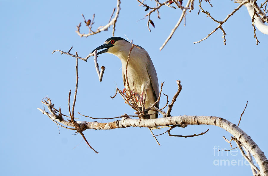 Black-crowned Night Heron Building Nest Photograph by Charline Xia