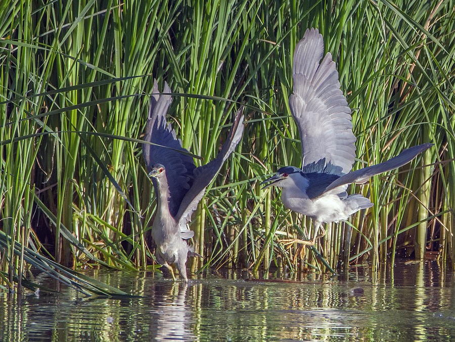 Black-crowned Night Heron Chase 5033-022721-2 Photograph by Tam Ryan