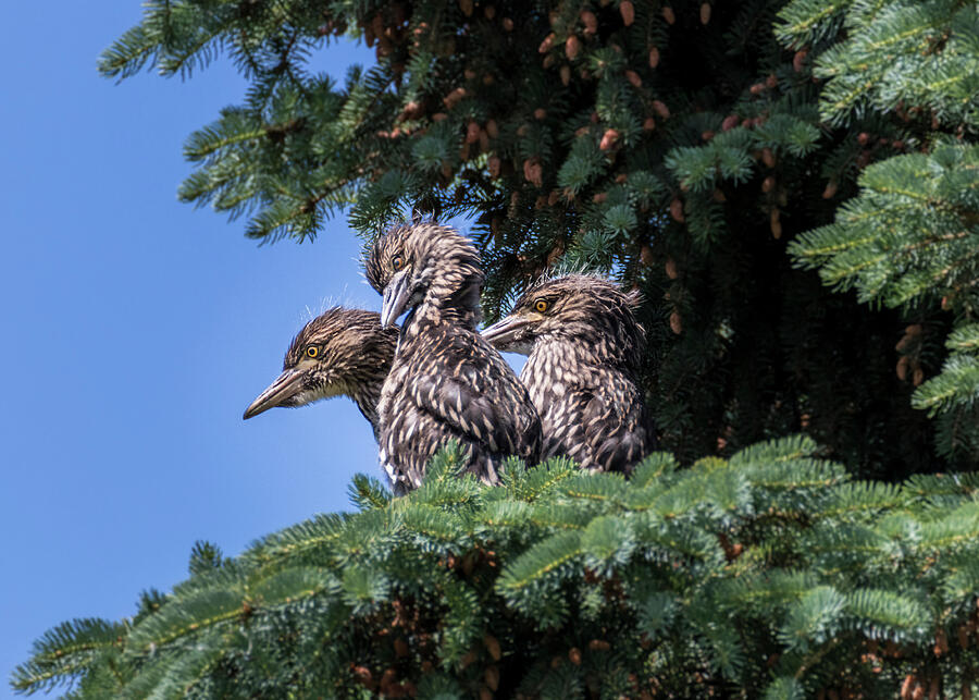 Black Crowned Night Heron Chicks Photograph by Patti Deters