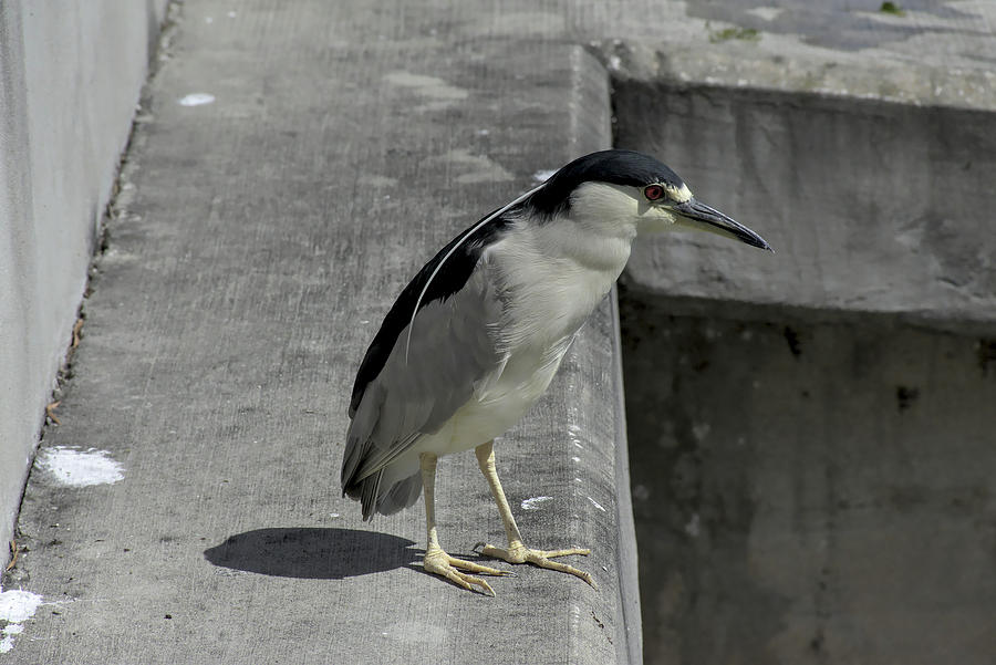 Black-Crowned Night Heron  Photograph by Christopher Mercer