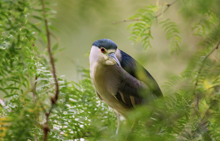 Black Crowned Night Heron Photograph by Dawn Richards