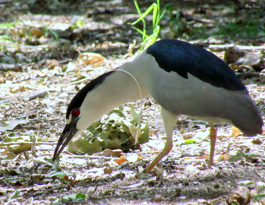 Black-Crowned Night Heron Eating Photograph by Amy Hosp