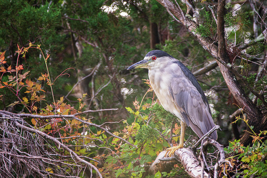 Black Crowned Night Heron- Fort Macon State Park August 2021 Photograph by Bob Decker