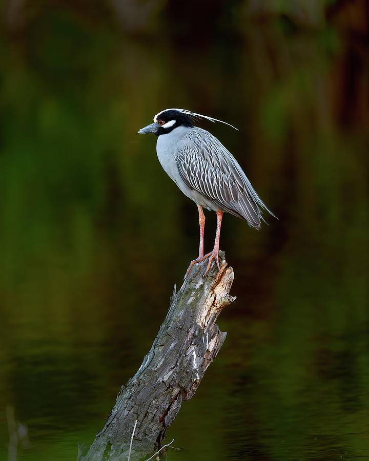 Black-crowned Night-Heron Photograph by Gary Langley