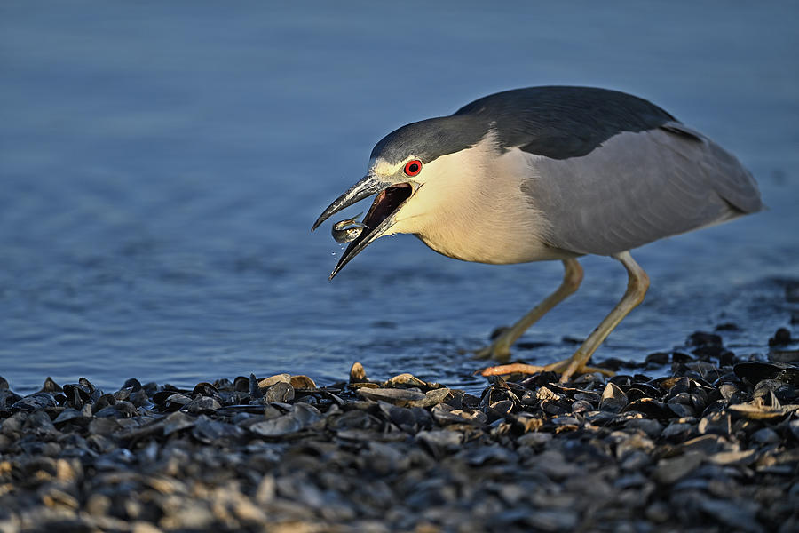 Black-crowned Night Heron Gobbling Fish Photograph by Amazing Action Photo Video