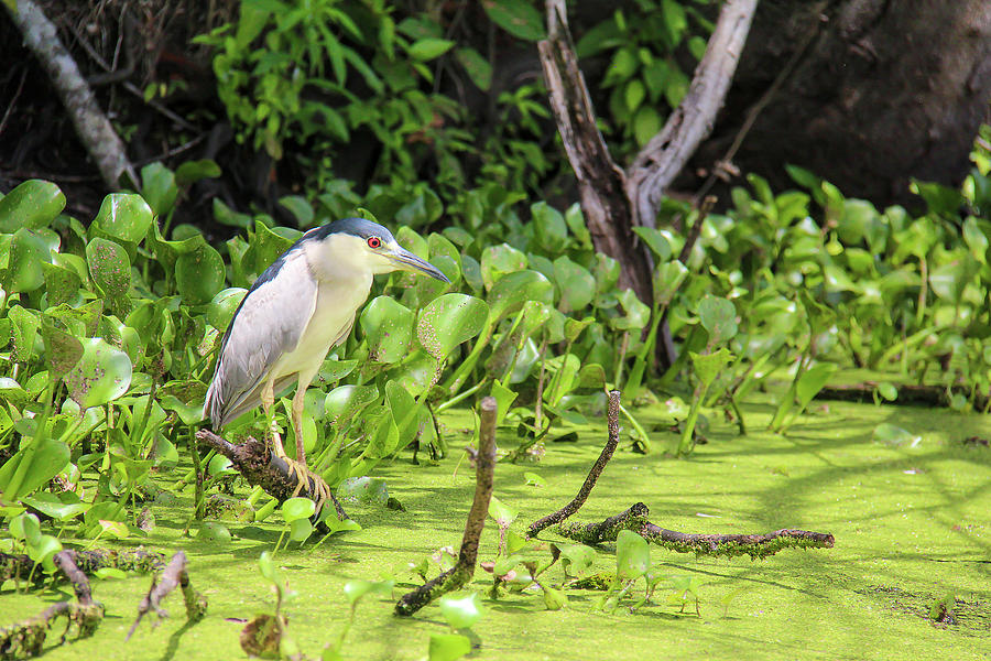 Black-crowned Night Heron In A Louisiana Swamp Photograph