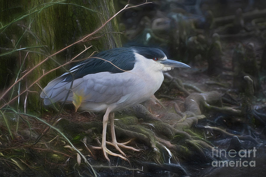 Black Crowned Night Heron in Cypress Roots Photograph by Kathy Baccari