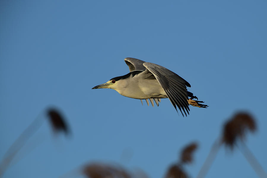 Black-crowned night heron in Flight Photograph by Amazing Action Photo Video