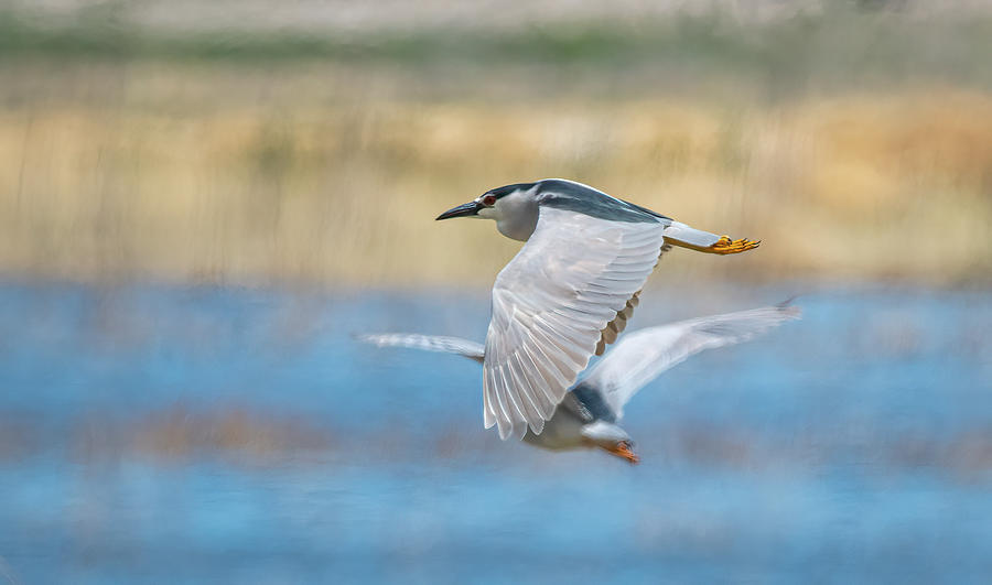 Black Crowned Night Heron in Flight Photograph by Rick Mosher