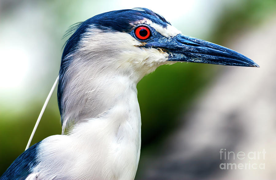 Black-Crowned Night Heron in Florida Photograph by John Rizzuto