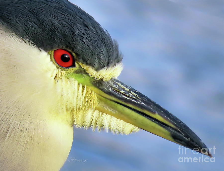 Black-crowned Night Heron Photograph by Jennie Breeze