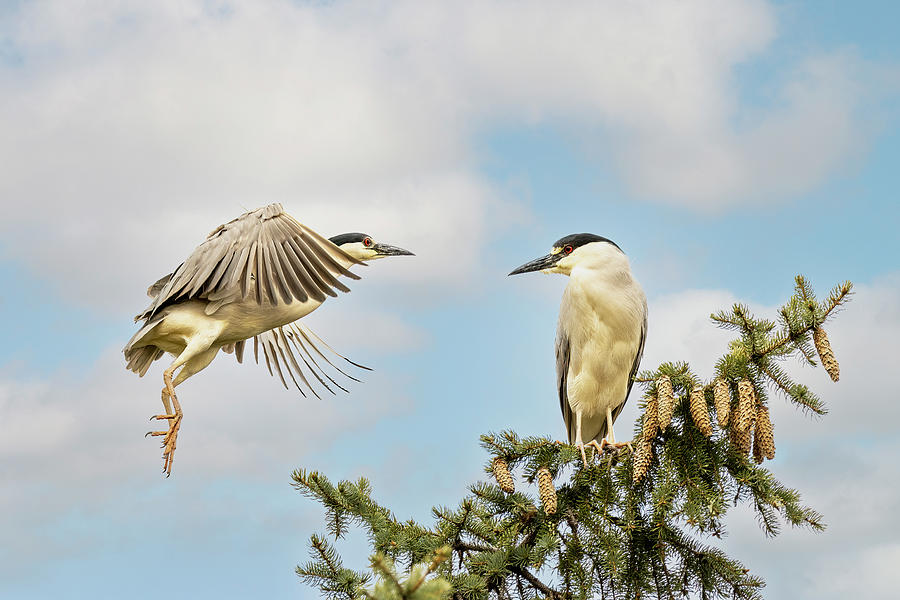 Black-Crowned Night Heron - May I Join You? Photograph by Patti Deters