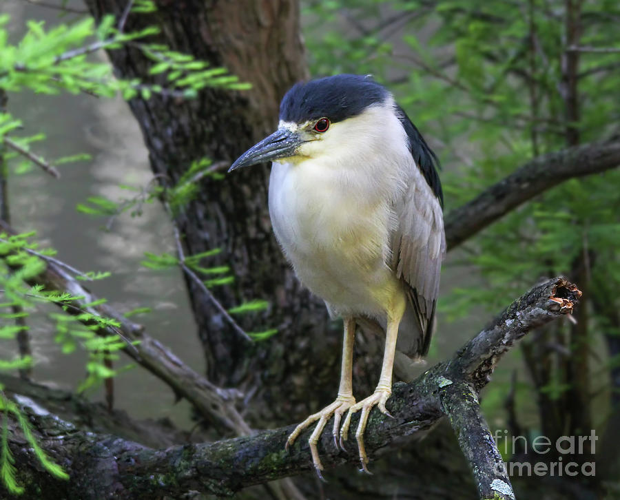 Black Crowned Night Heron Photograph by Michelle Tinger