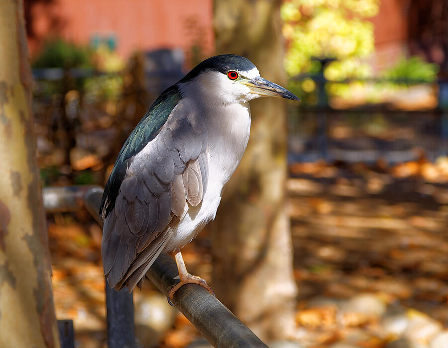 Black Crowned Night Heron Photograph by Moelyn Photos