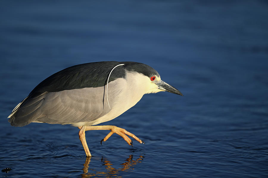  Black-crowned night heron - Nycticorax nycticorax Photograph by Amazing Action Photo Video