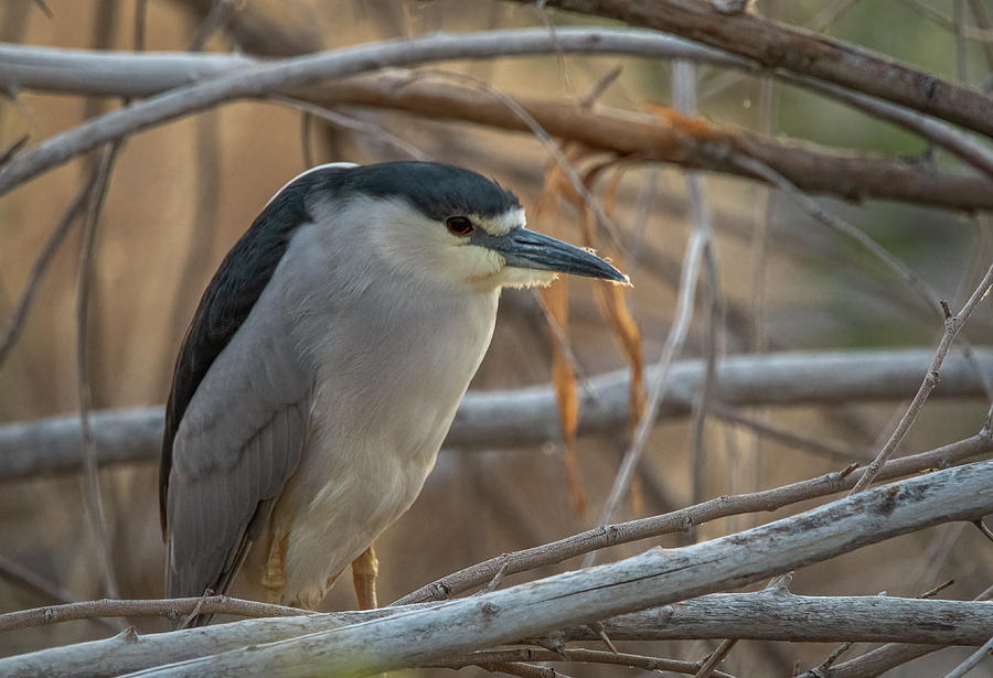 Black Crowned Night Heron Photograph by Rick Mosher