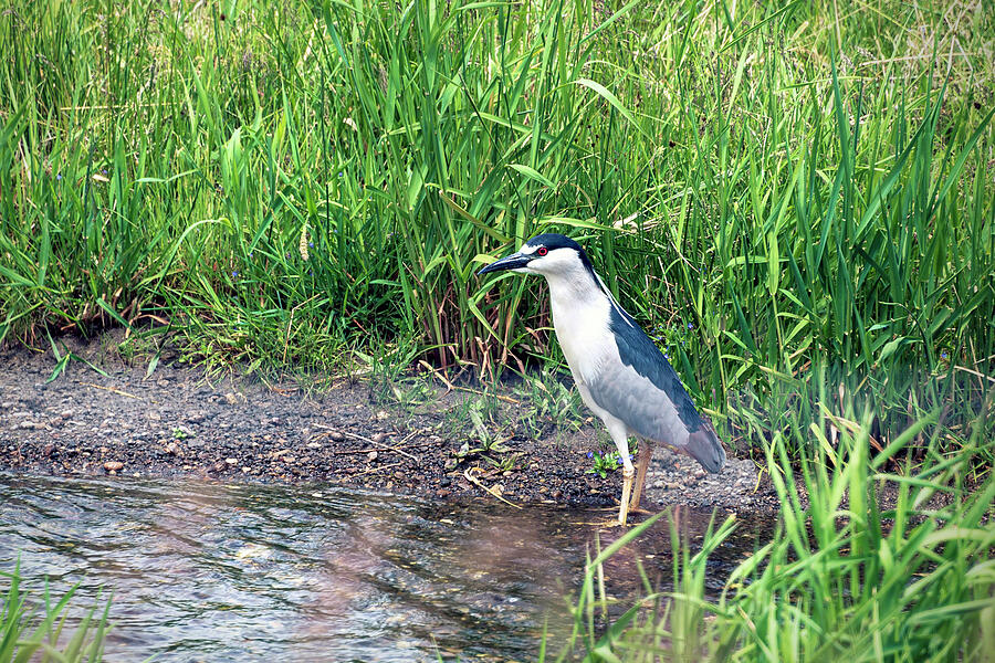 Black Crowned Night Heron Photograph by William Havle