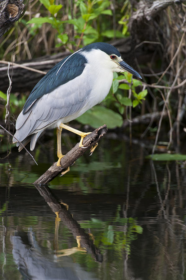 Black-crowned Night Heron with breeding plumes Photograph by Ed Reschke