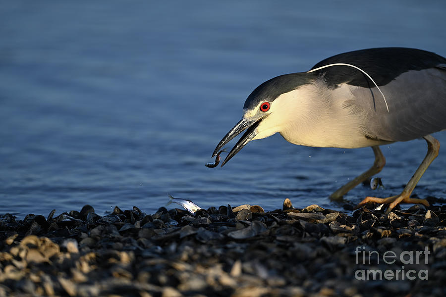 Black-crowned night heron with double catch Photograph by Amazing Action Photo Video