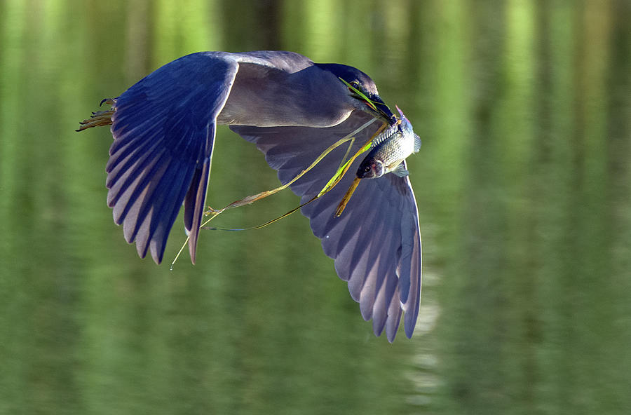 Black-crowned Night Heron with Fish 5049-022721-2 Photograph by Tam Ryan