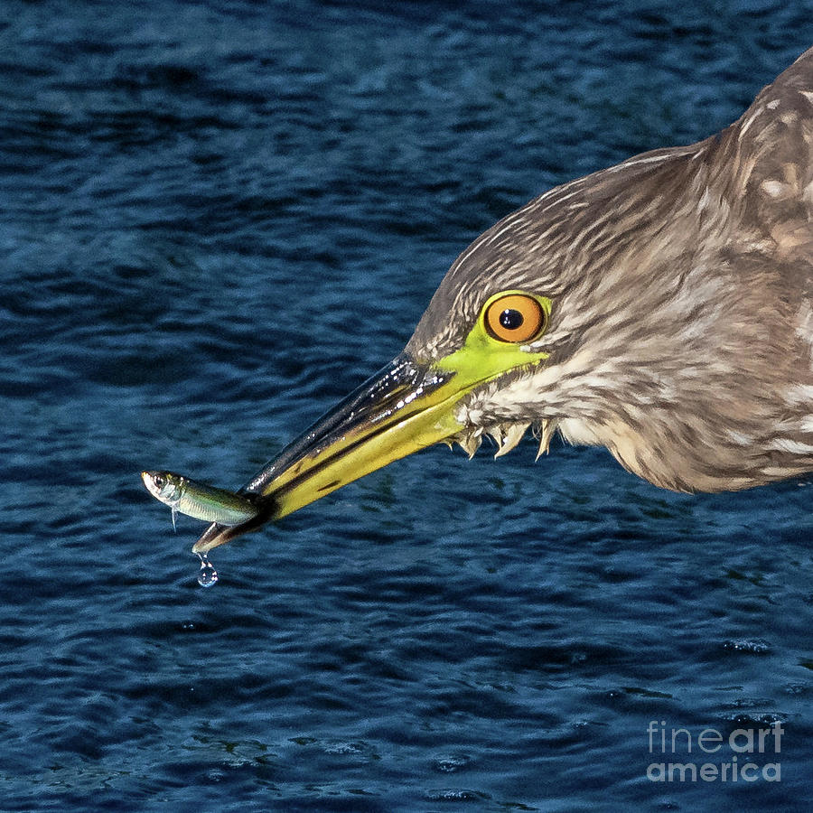 Black-crowned Night Heron with Fish Photograph by Ken Stampfer