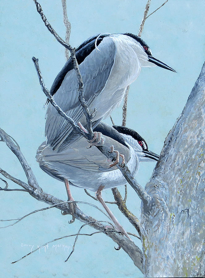 Black-crowned Night-Herons Painting by Barry Kent MacKay