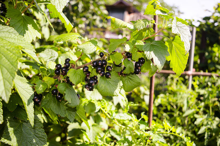 Black currant branch in the garden Photograph by Linchevskiy