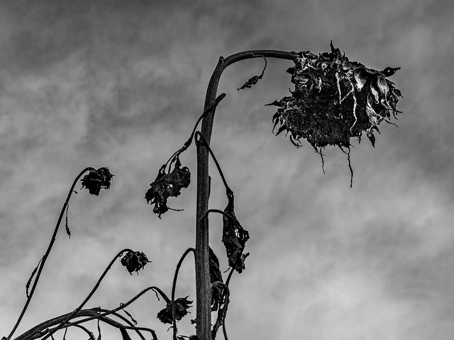 Black Sunflower Art Photograph by Louis Dallara