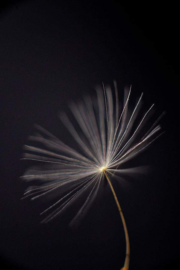 Black Dandelion Photograph by Michelle Wermuth