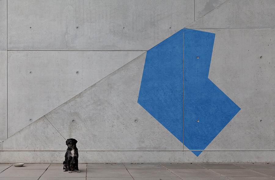 Black dog and blue shape Photograph by Christian Beirle González