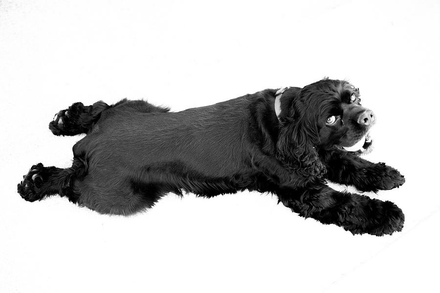 Black Dog Photograph by David Stasiak