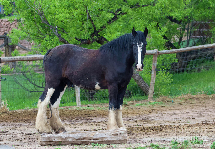 Black Draft Horse Photograph by Shirley Dutchkowski
