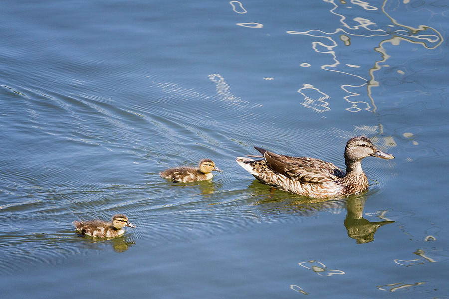 Black Duck Family Photograph by Fran Gallogly - Fine Art America