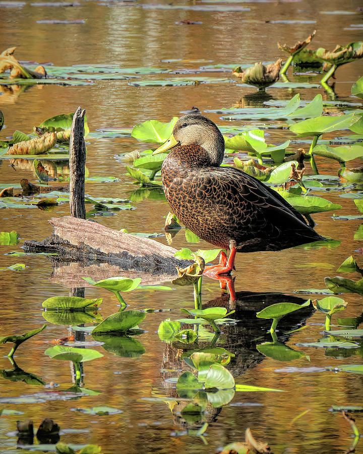 Black Duck on Log Photograph by Dennis Lundell