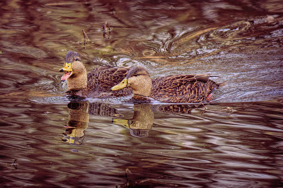 Black Ducks in Icy Waters Photograph by Dennis Lundell