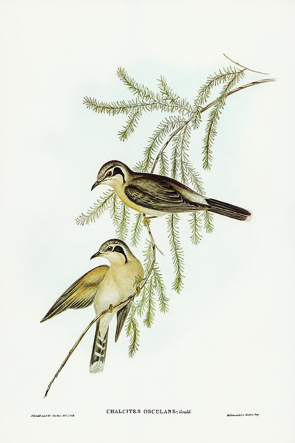 John Gould Drawing - Black-eared Cuckoo, Chalcites osculans by John Gould