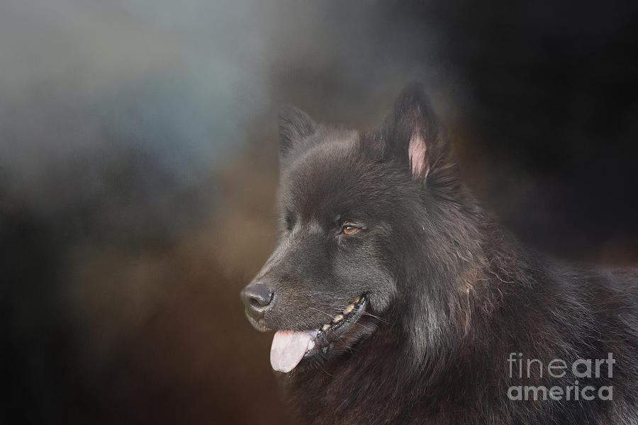 can eurasier be black