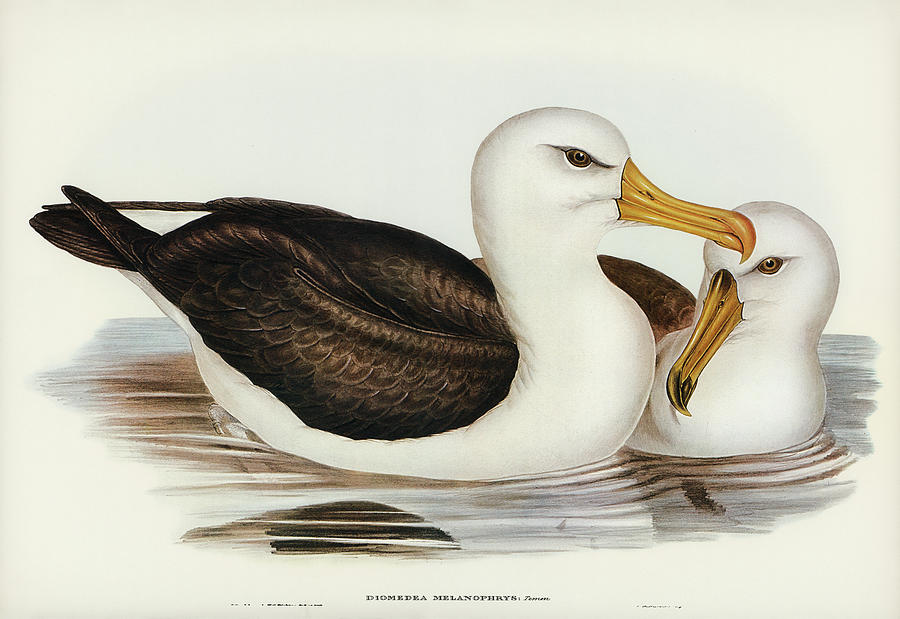 John Gould Drawing - Black-eyebrowed Albatros, Diomedea melanophrys by John Gould