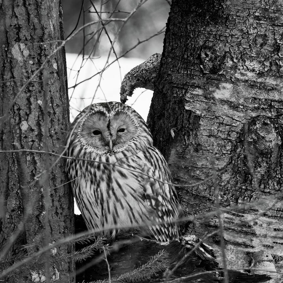 Black eyed beauty. Ural owl bw Photograph by Jouko Lehto