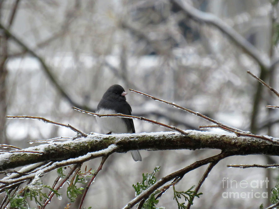 Black Eyed Junco On A Frozen Branch In Winter Photograph