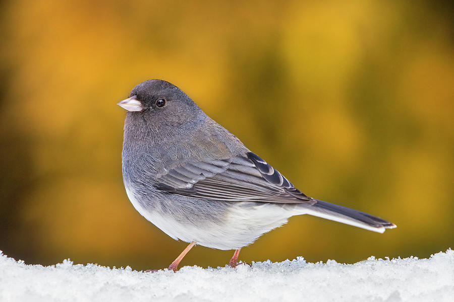 Black Eyed Junco Photograph by Susan Candelario | Fine Art America