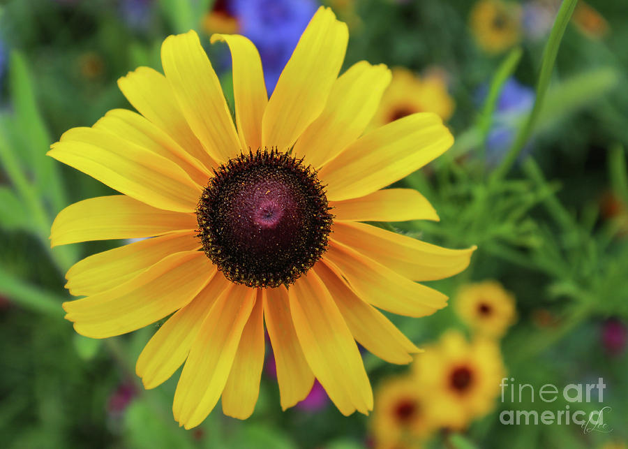 Flower Photograph - Black-Eyed Susan Blooming Brightly  by D Lee