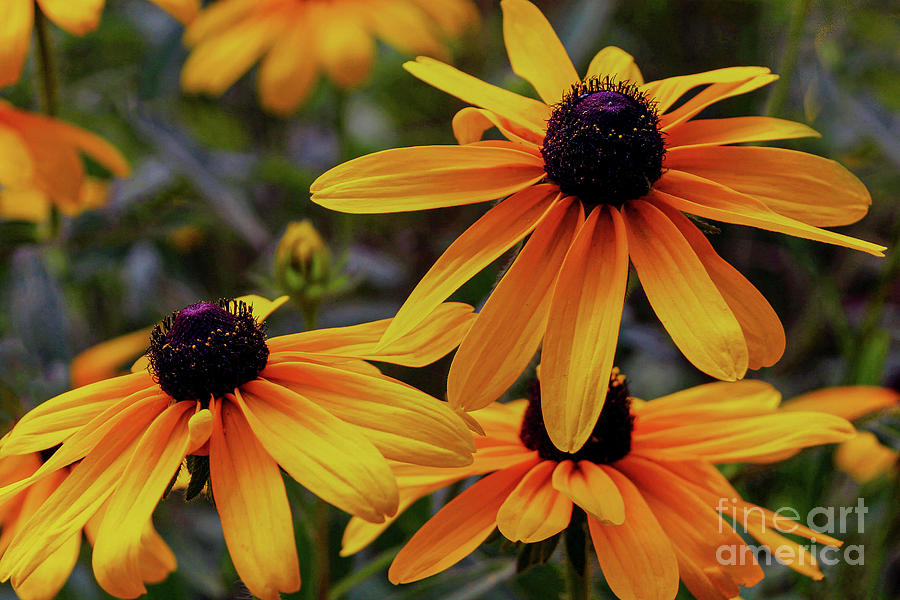 Black Eyed Susan Blooms Photograph by Coral Stengel