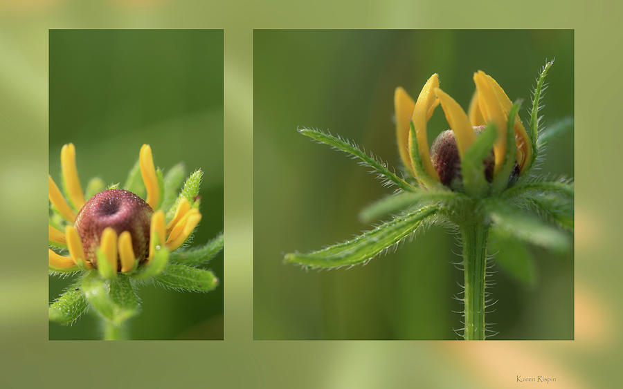 Daisy Photograph - Black-eyed Susan Buds by Phil And Karen Rispin