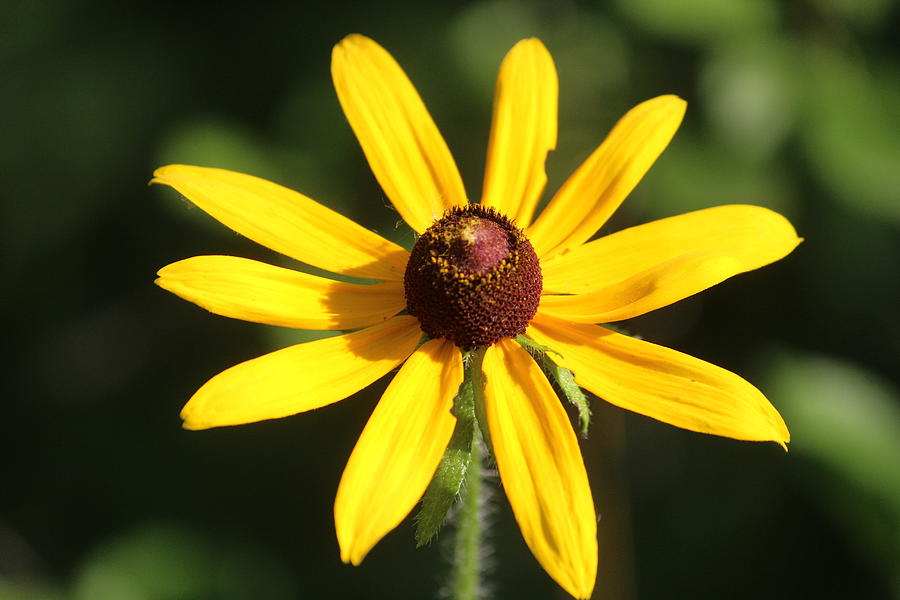 Black-eyed Susan Photograph - Black-eyed Susan by Callen Harty Black-eyed Susan Photograph - Black-eyed Susan by Callen Harty
