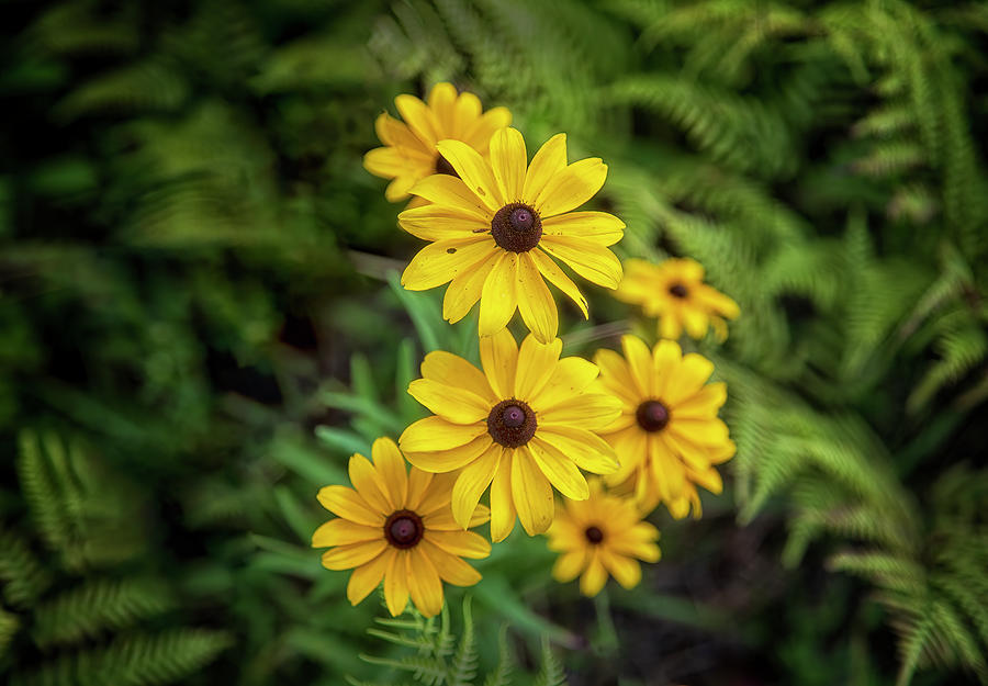 Black-Eyed Susan Cluster in the Croatan National Forest Photograph by Bob Decker