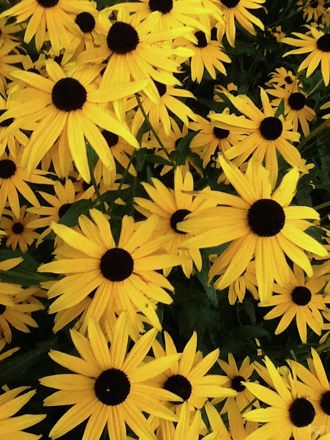 Black-Eyed Susan Cluster Photograph by Thomas Patrick Kennedy - Fine ...