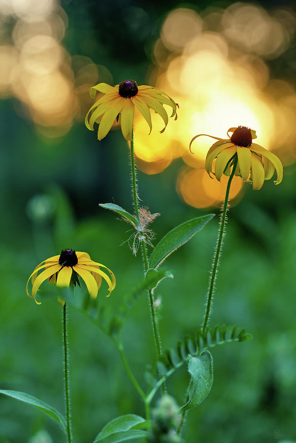 Black Eyed Susan Coneflower Sunset with mosquito Photograph by Peter Herman